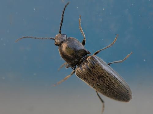Réf. 260 906 : Hemicrepidius sp.